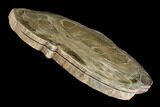 Petrified Wood (Woodworthia) Round - Arizona #172020-2